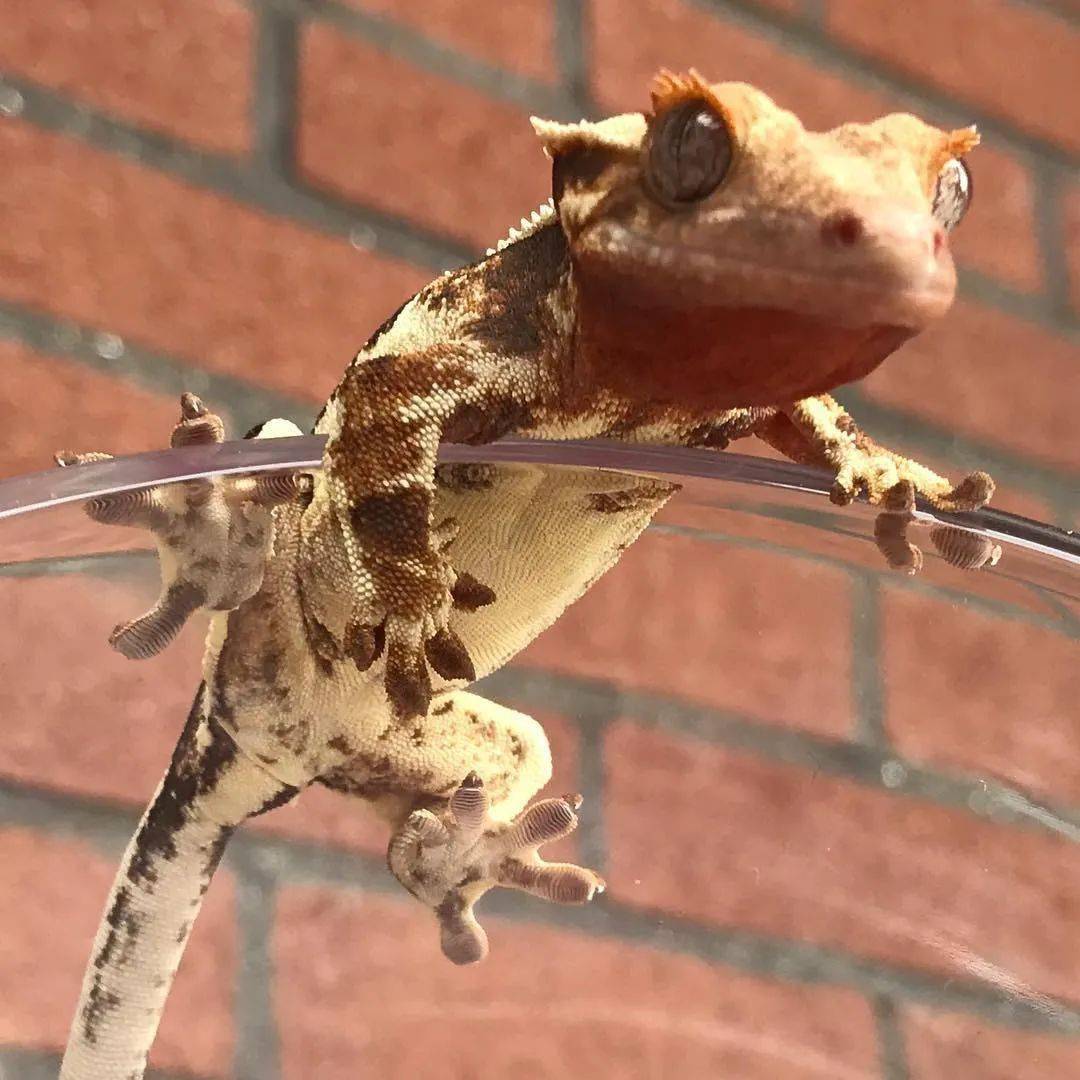 重新认识睫角守宫品系 —— "莉莉白"拾年