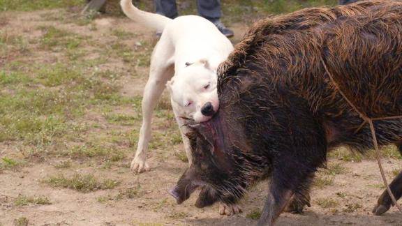 当好斗的比特犬遇到野猪王这场面太凶残了