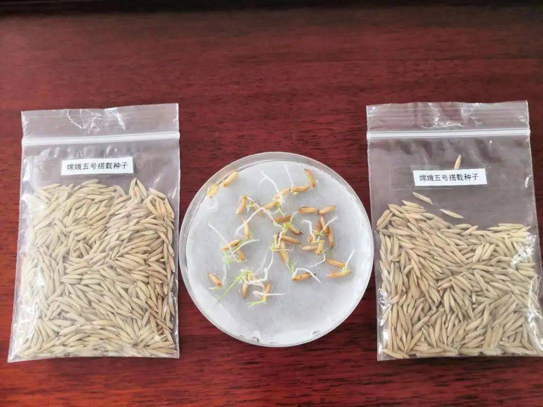 和嫦娥五号一起"上天"的水稻种子发芽了!