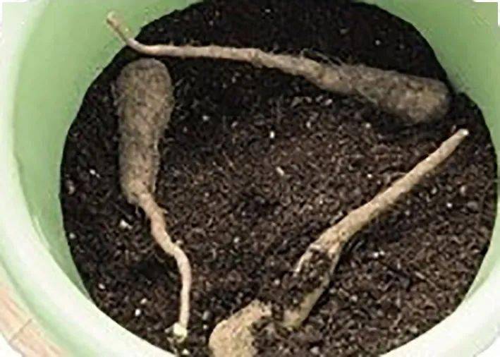 若非看到山药的块状根差点误会它是一盆绿箩它们还真像