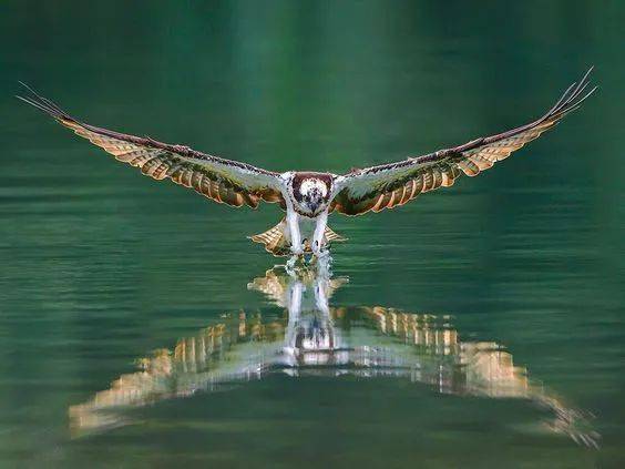 铁掌水上漂你们见过吗