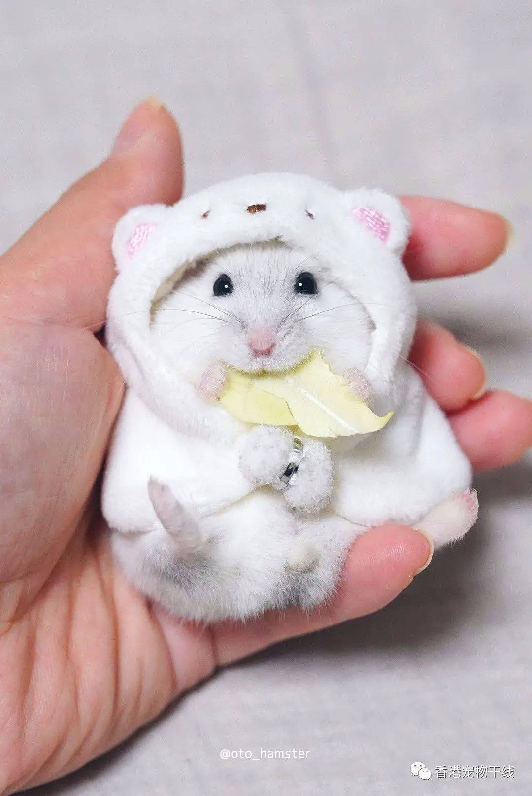颜值爆表又乖巧的仓鼠爱了爱了