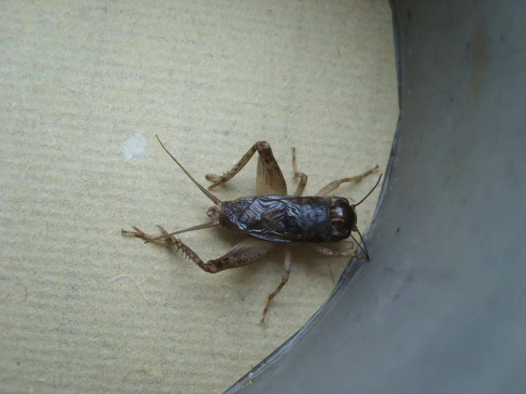 不败勾头,狼牙山壮士