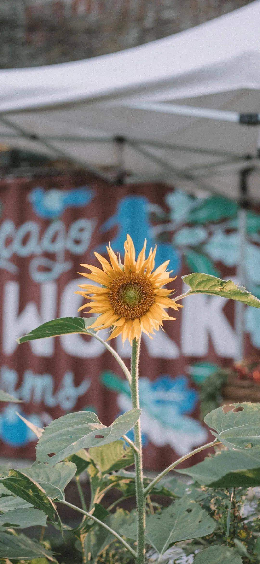 ins壁纸高清手机壁纸美图