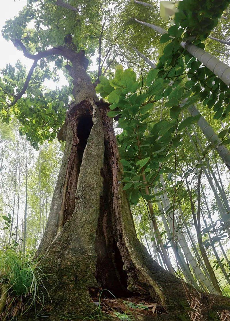 罗田县古树名木征文二等奖作品陈钦想念那棵树