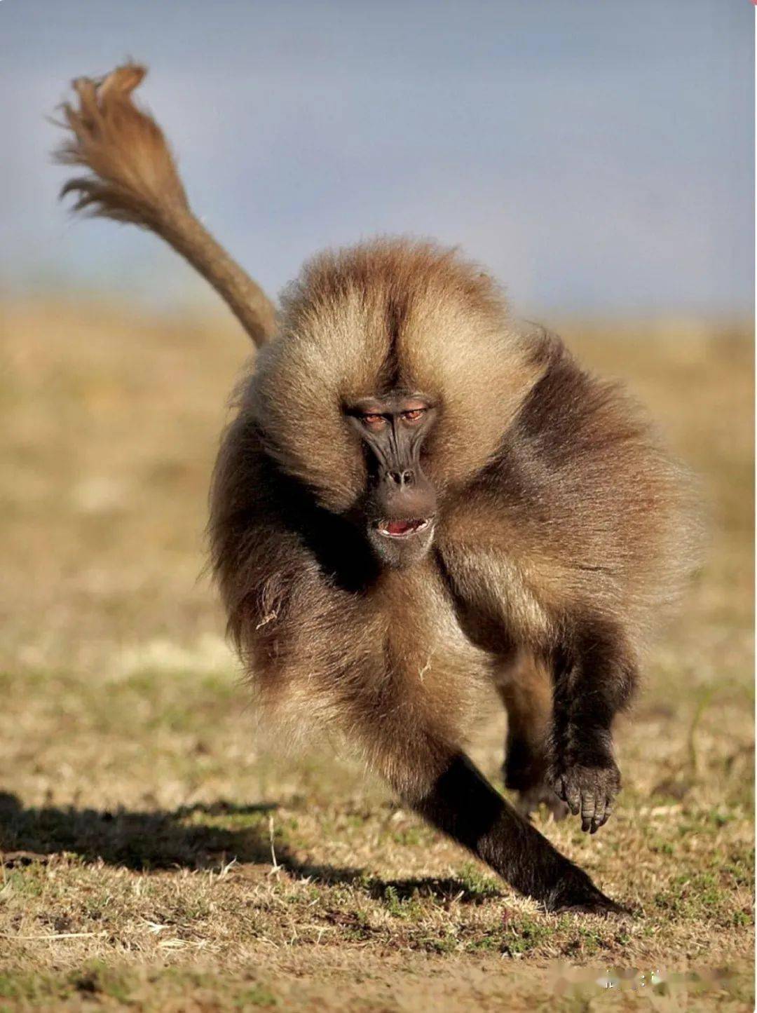 动物世界狮尾狒