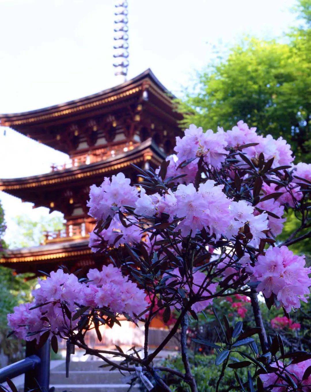 花之寺日本四季草花地圖