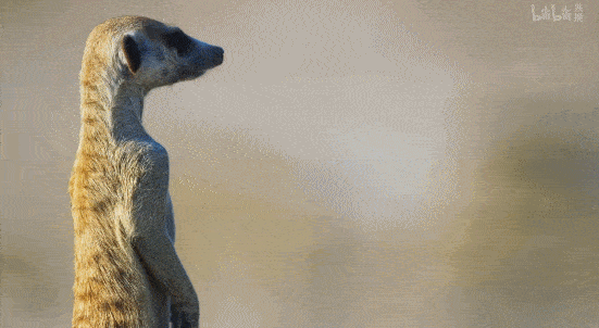 《王朝:狐獴特辑》|2020