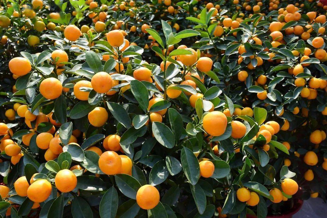 迎新年,行大运,选年桔,到三洲!