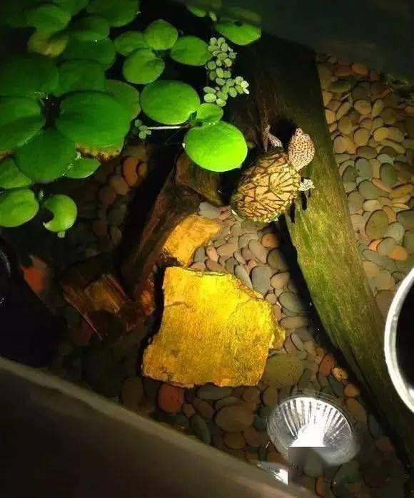 养龟造景的方式以及过滤的选择