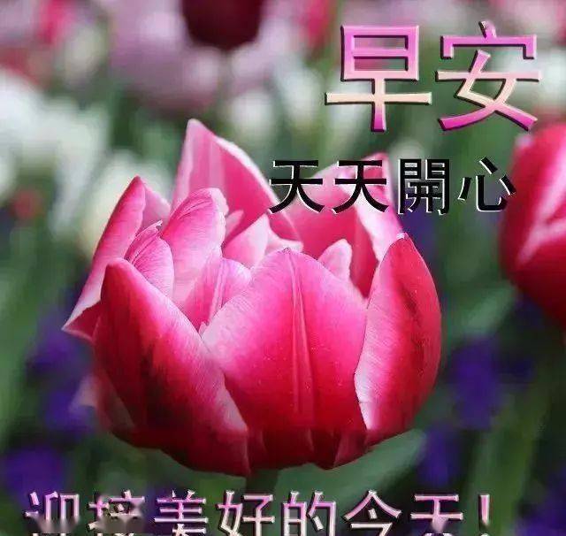 朋友圈最新早上好動態表情祝福圖片早安暖心祝福經典問候語