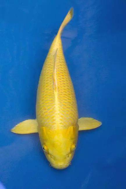 龙鱼贺岁,锦鲤祈福,祝您2021年元旦快乐!