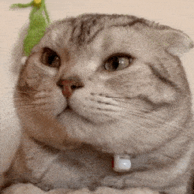 沙雕表情包新年超治愈猫猫表情包