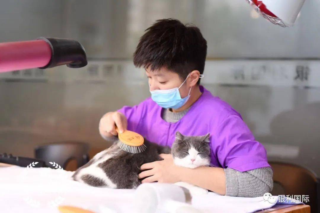 猫课,只是给猫主子洗澡?