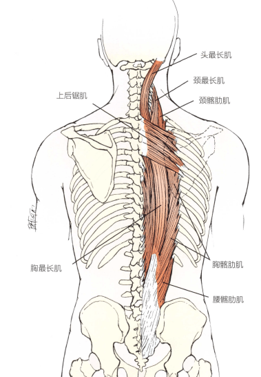 颈髂肋肌,胸髂肋肌,上后锯肌功能障碍:颈髂肋肌,胸髂肋肌常由于头前移