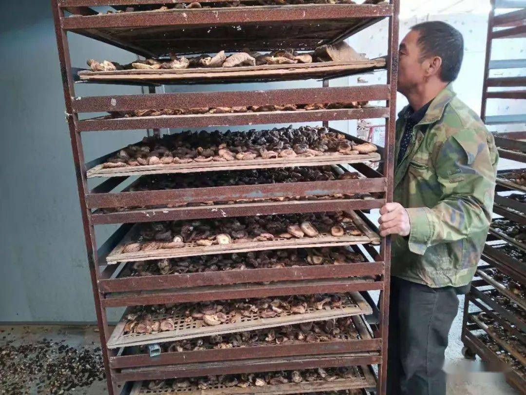 他们种植的  一万多斤香菇  已是深冬时节  面对堆积如山的香菇