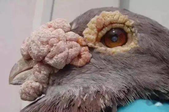 西翁鸽系:长程赛场的不朽传奇