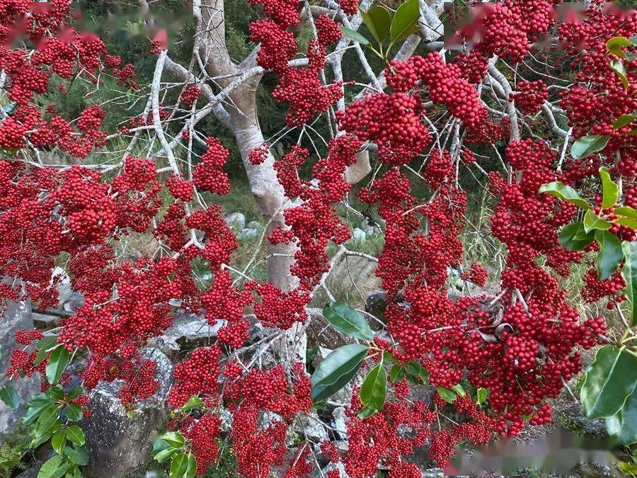 枝干挺直,满树常青,于冬而果累,愈冷则愈红,形如丹珠,无所畏惧,垂枝而