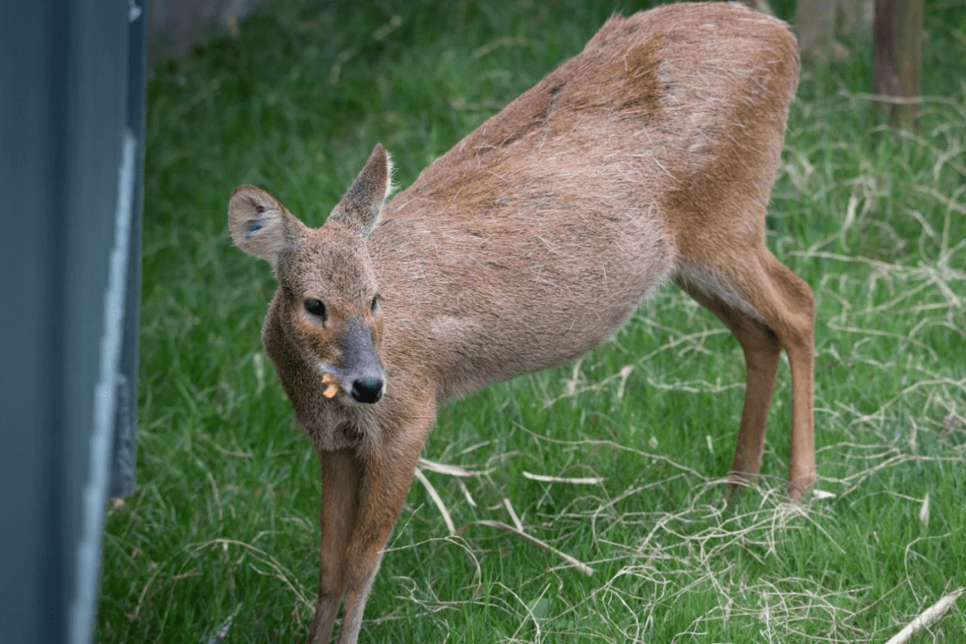 獐喜食植物ta喜食植物iucn 红皮书易危物种它可是国家二级保护动物别