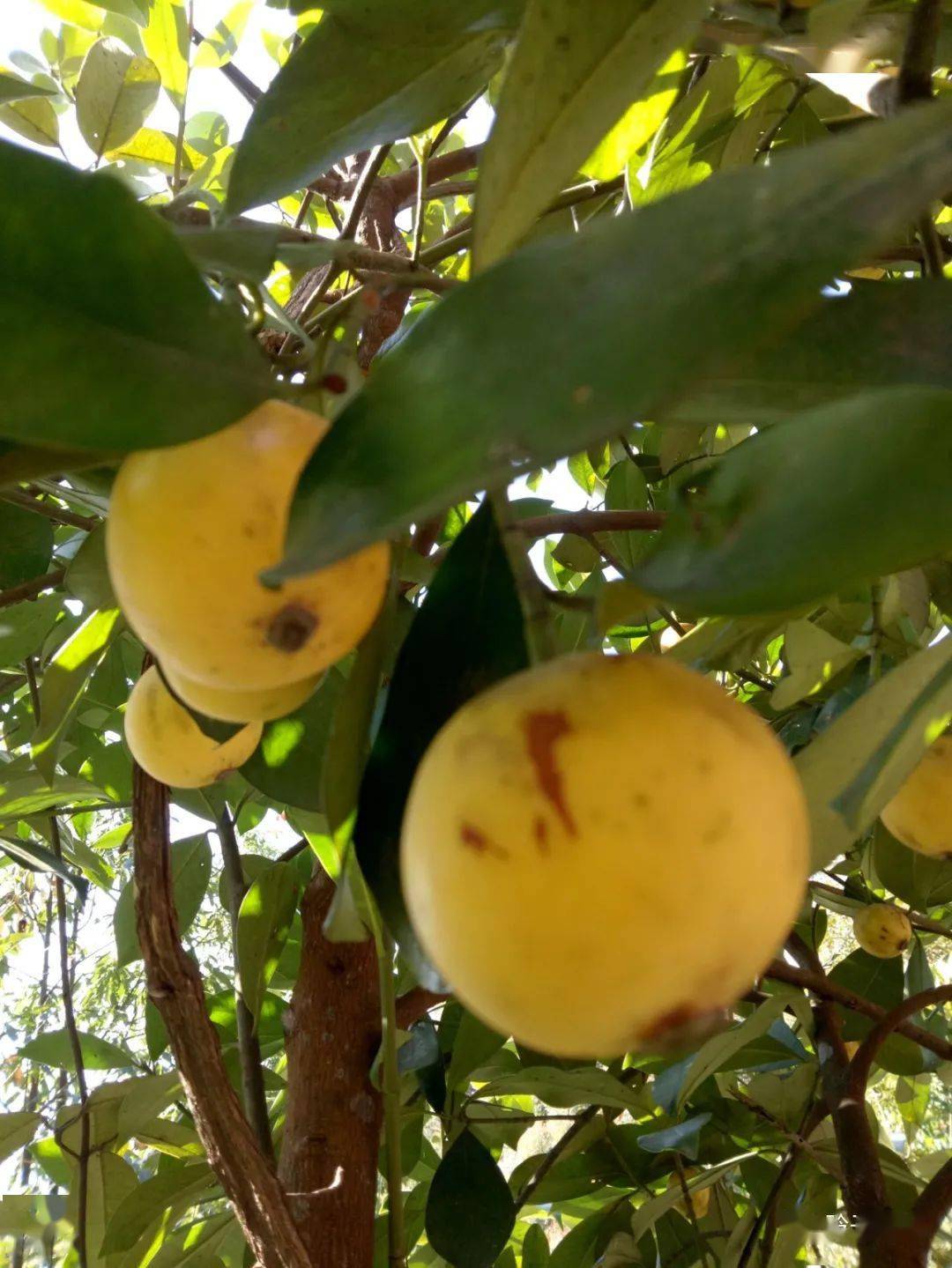 文竹象棋山风景,欣赏山顶秀美风光