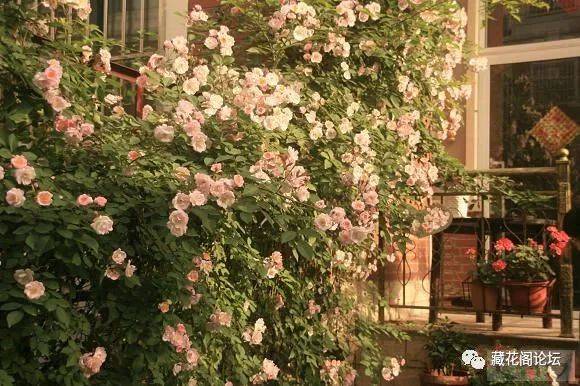 花园莉莉花园五