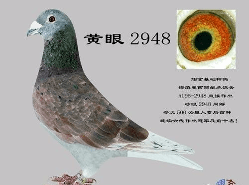 红色海茨曼西翁系种鸽欣赏