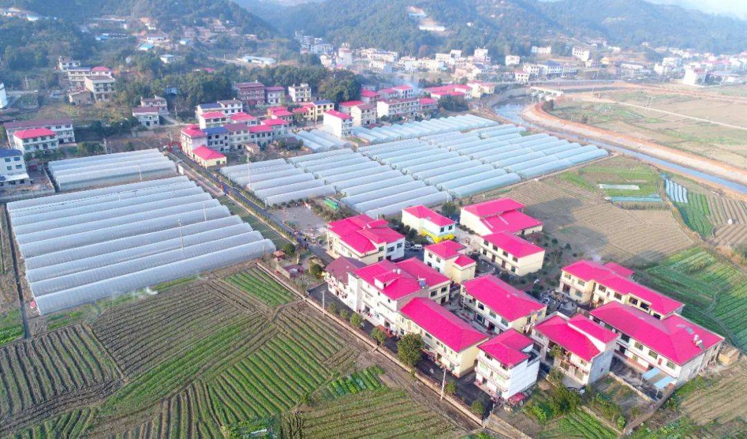 桐木镇:绘就秀美乡村新画卷