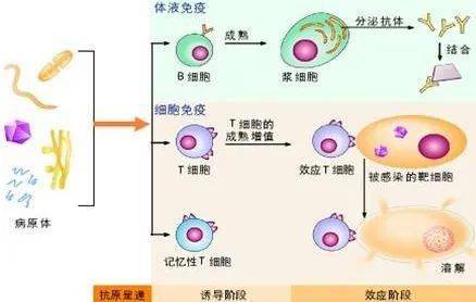 建議收藏家禽呼吸系統疾病的病因分析與發病類型情況