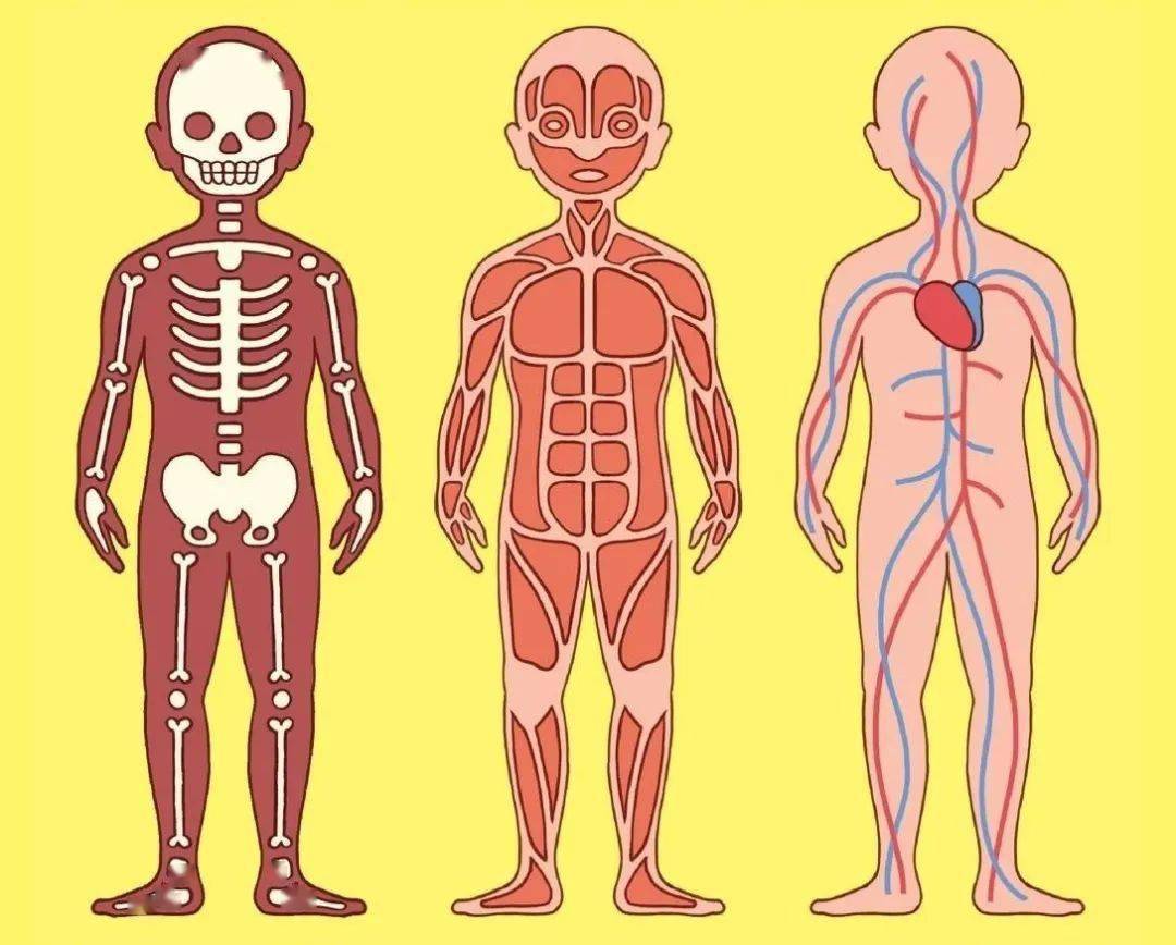 儿童身体骨骼图卡通图片