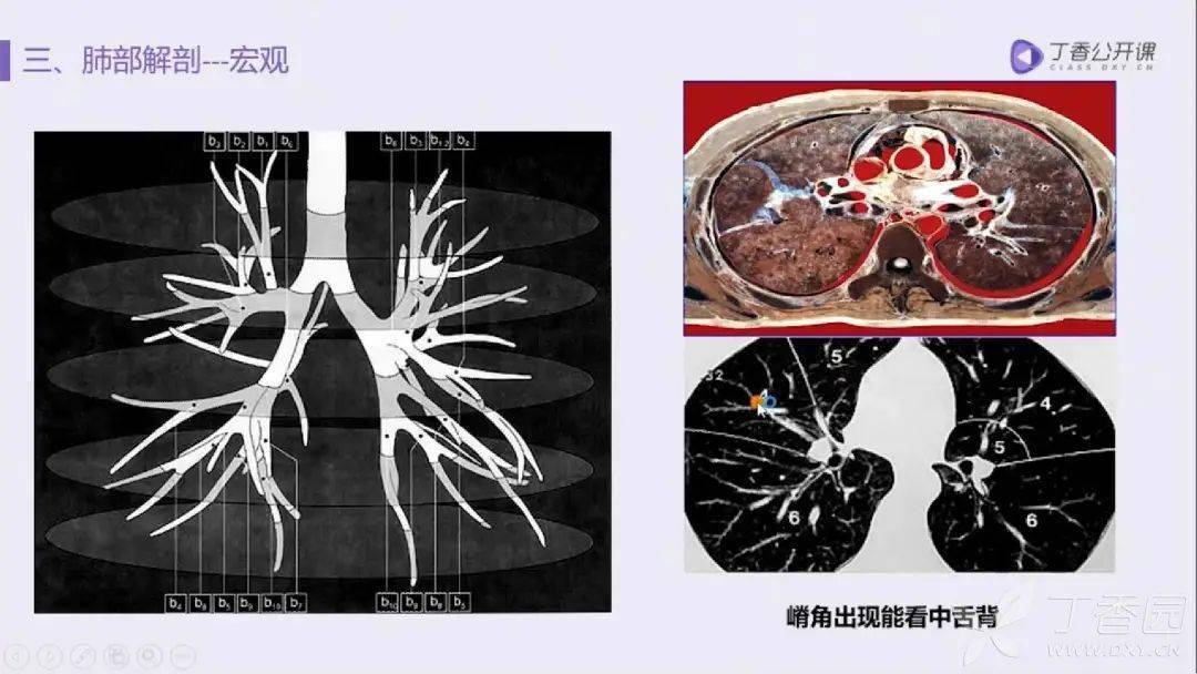 5,基底幹出現就看餘下肺具體講解,請掃碼看視頻:「肺的 5 葉 18 段