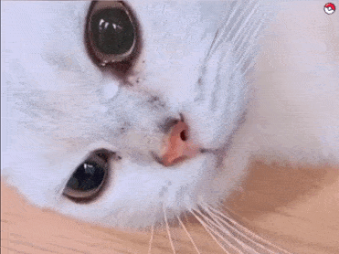 猫咪动图表情包