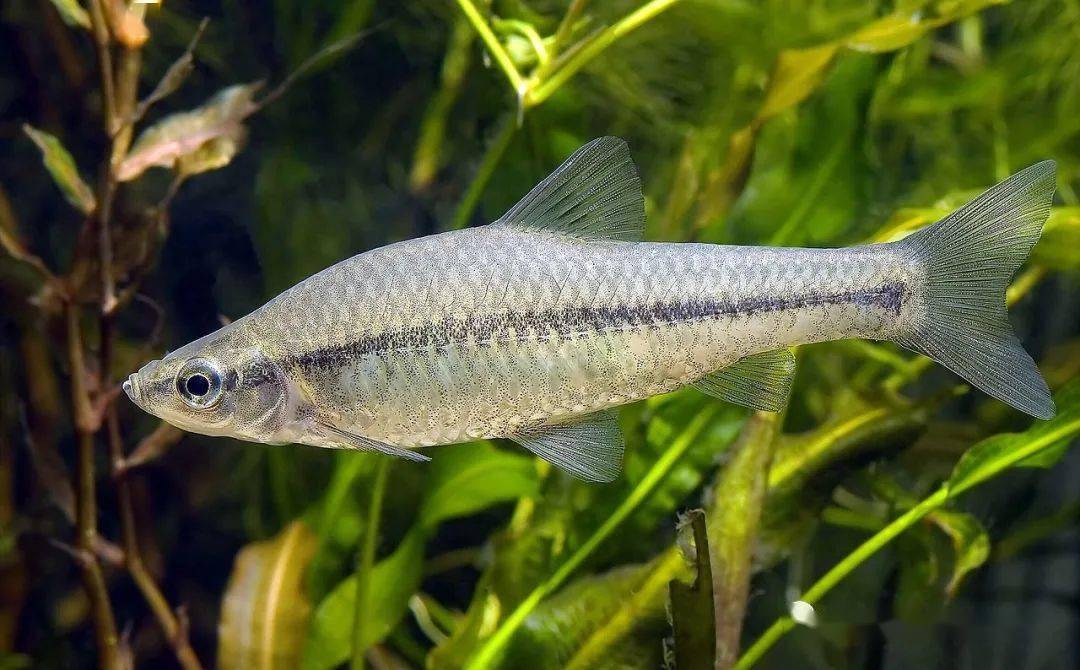 中国淡水鱼类图鉴