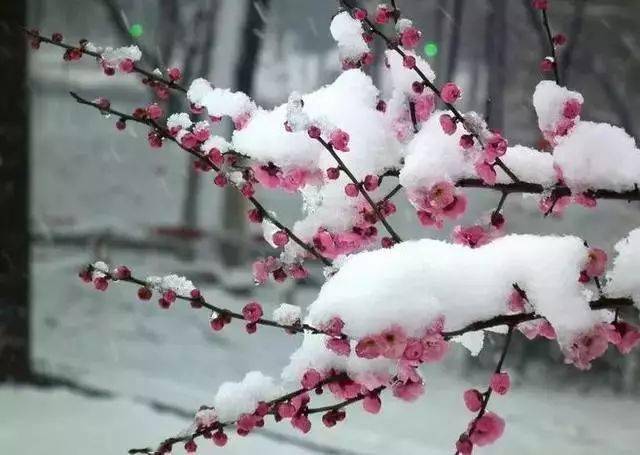 年年雪里,常插梅花醉 挼尽梅花无好意,赢得满衣清泪.