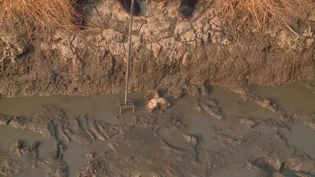 看这只正在田里探头的甲鱼