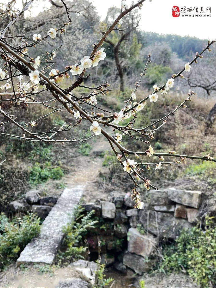 揭西良田梅花图片