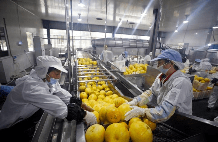 智能化梁平柚子果酱生产线上线 每天可生产3.6万罐