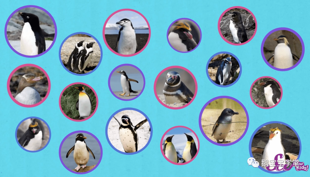 科普主题萌宝企鹅allaboutpenguins含资源