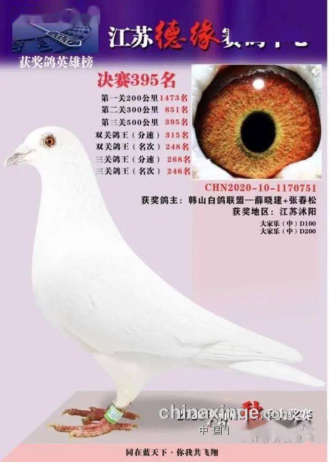 实战白鸽千公里进奖 同一公棚入赏五羽