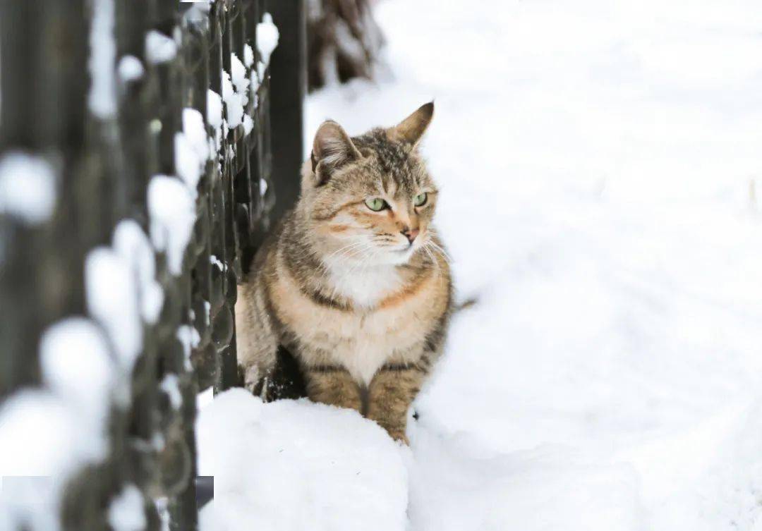 2021,大工初雪