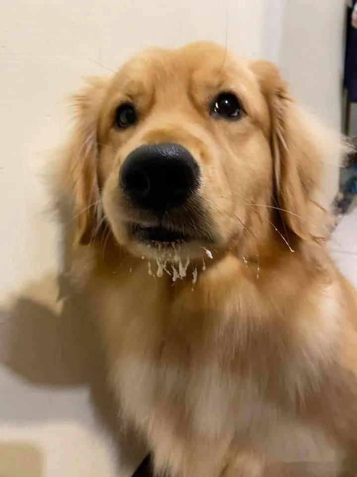 下巴胡须白花花金毛嘴巴紧闭双眼无辜卖萌偶可没有偷吃