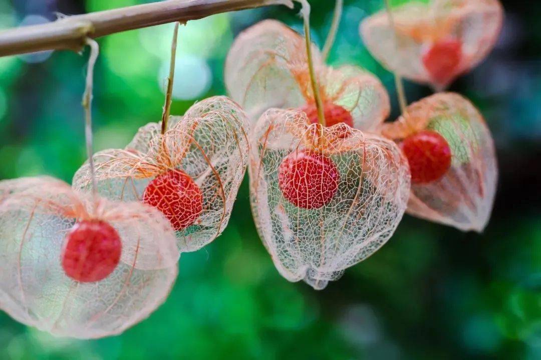 于室内显得生机盎然成熟时宛如桔红色的灯笼吊挂在书上非常的有趣— 9