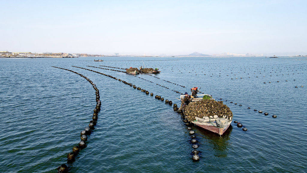 航拍养殖工人在山东省荣成市石岛管理区桑沟湾海域忙着采收牡蛎