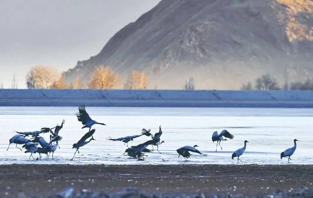 在西藏拉萨市林周县卡孜水库栖息的黑颈鹤(2021年1月3日摄).