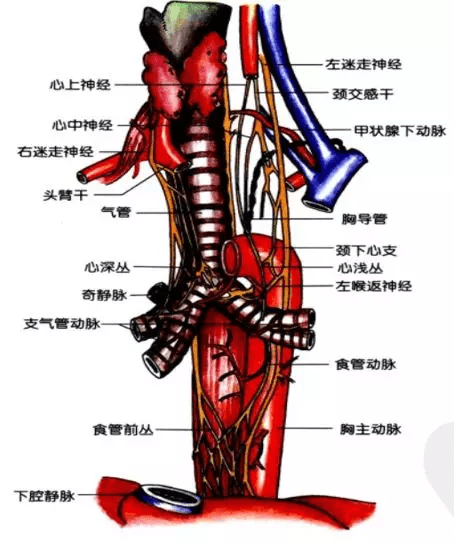 6種常見縱隔腫瘤的影像解讀與鑑別要點,一文擊破_食管