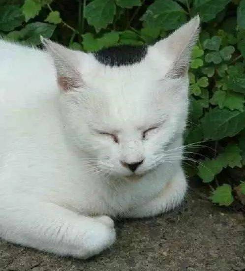 一只地中海发型的猫,你是得罪了tony老师吗?_齐刘海