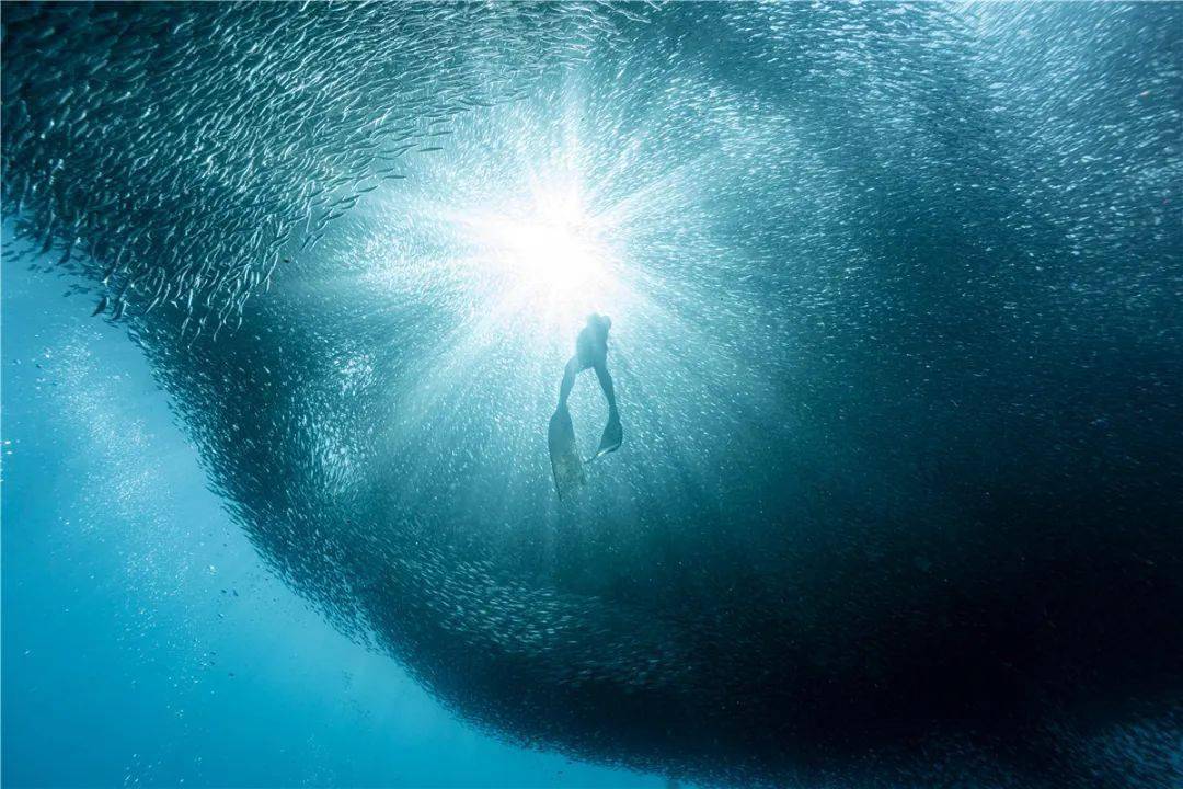 用屏幕一窥深海秘境感受海底屏息的魅力访水下摄影师谢飞