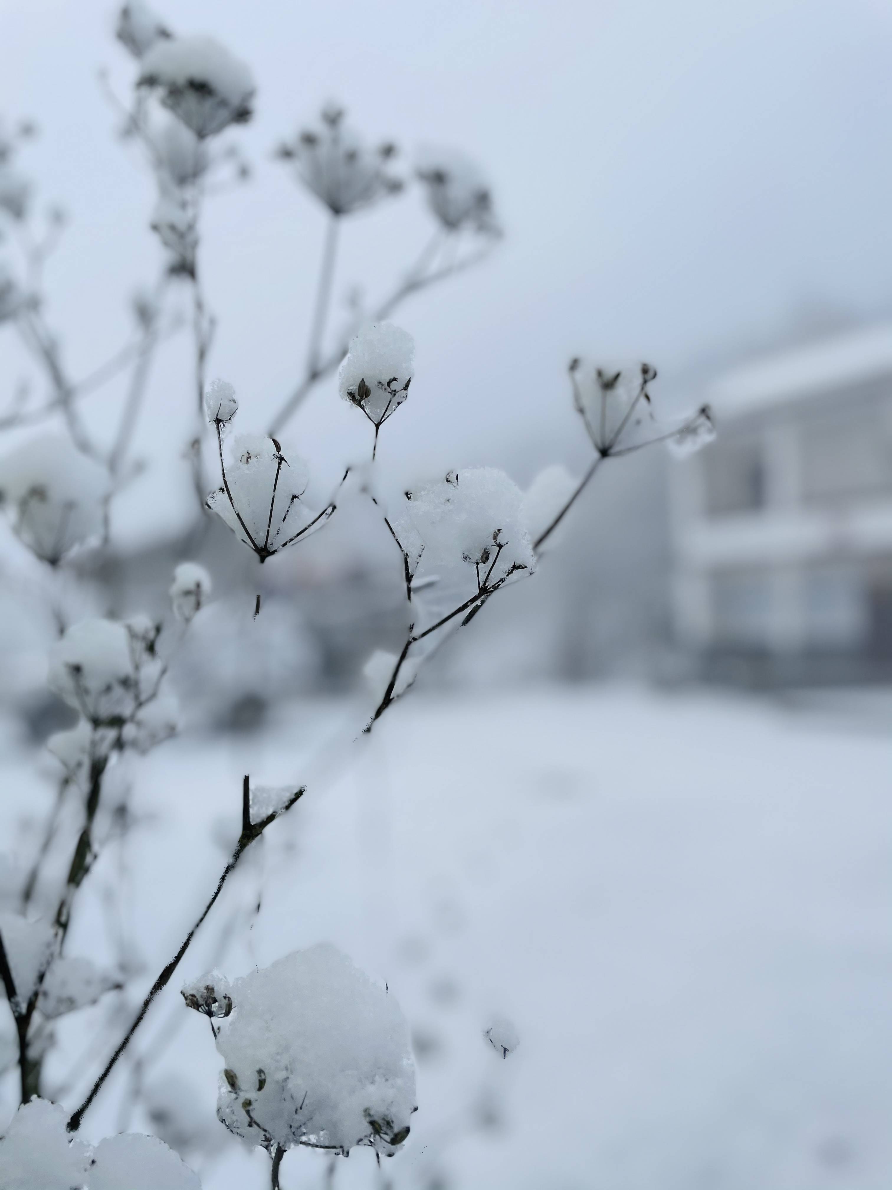 2021年下雪图片真实图片