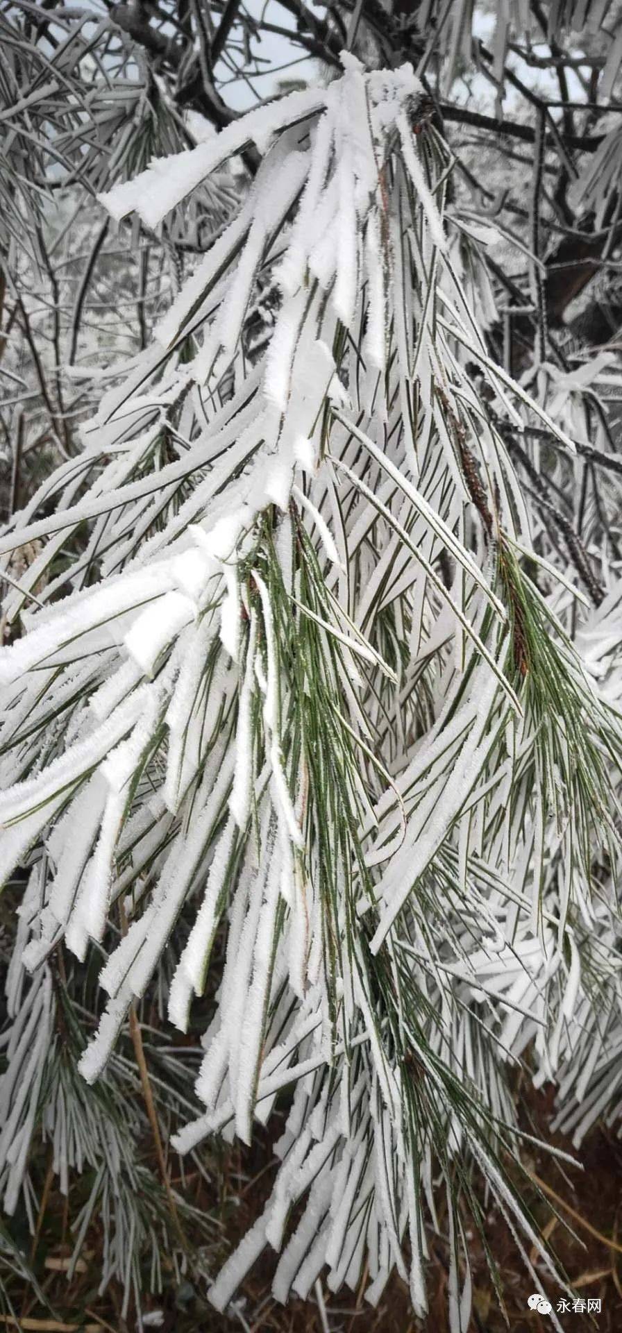 摄影丨永春网网友陈佐亮对于一直在等待下雪的朋友们来说这一场雪来