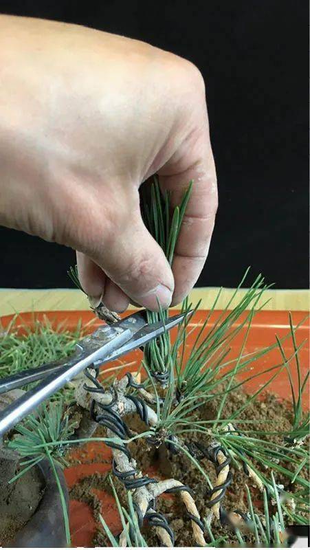 看这棵黑松苗是如何规避缺陷突出优势成为一道临水式盆景