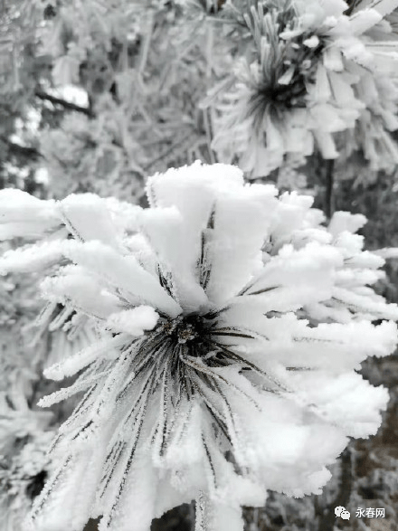 摄影丨永春网网友陈佐亮对于一直在等待下雪的朋友们来说这一场雪来